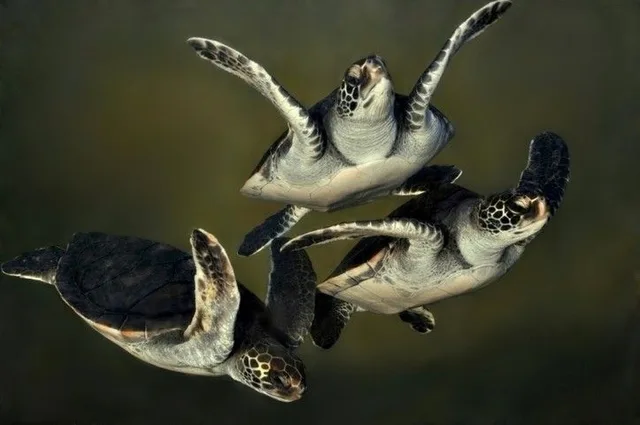 Aquatic Fauna photo