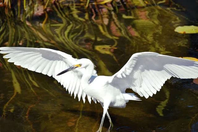 Birds in Flight photo